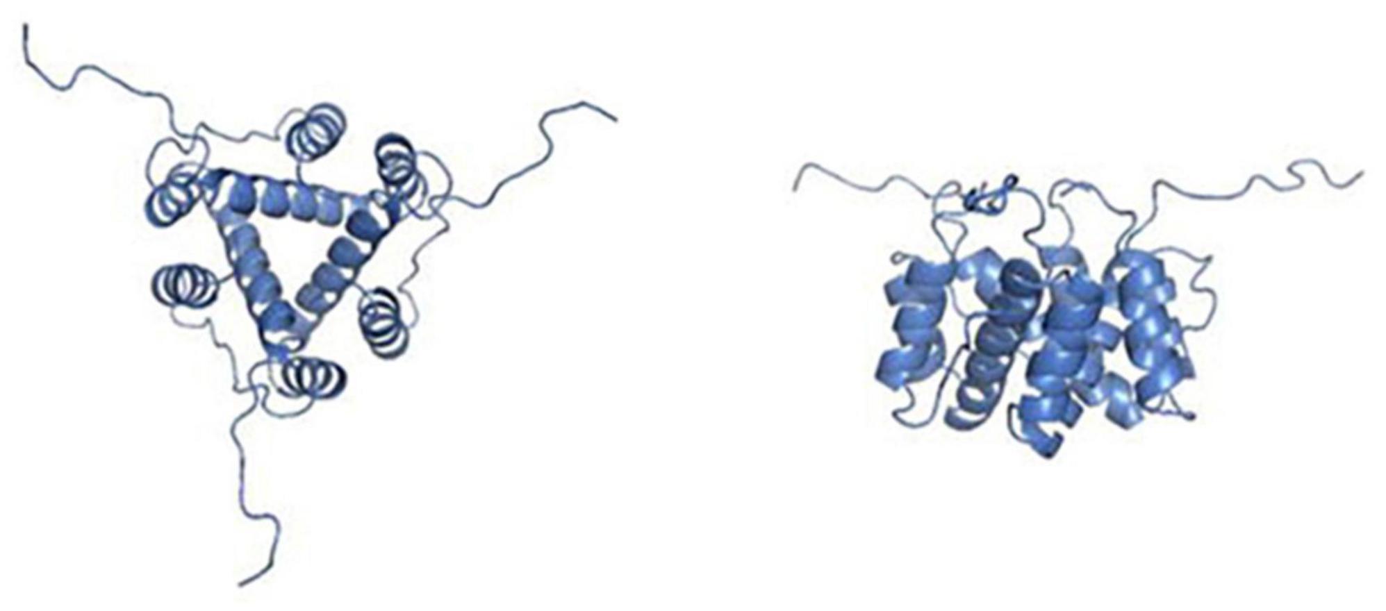 The role of CD74 in cardiovascular disease